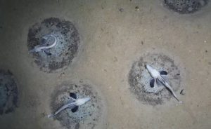 Scientists are stunned by the discovery of the world's most significant fish breeding grounds.