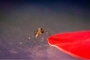 If you wear these colors, you can be a mosquito target.